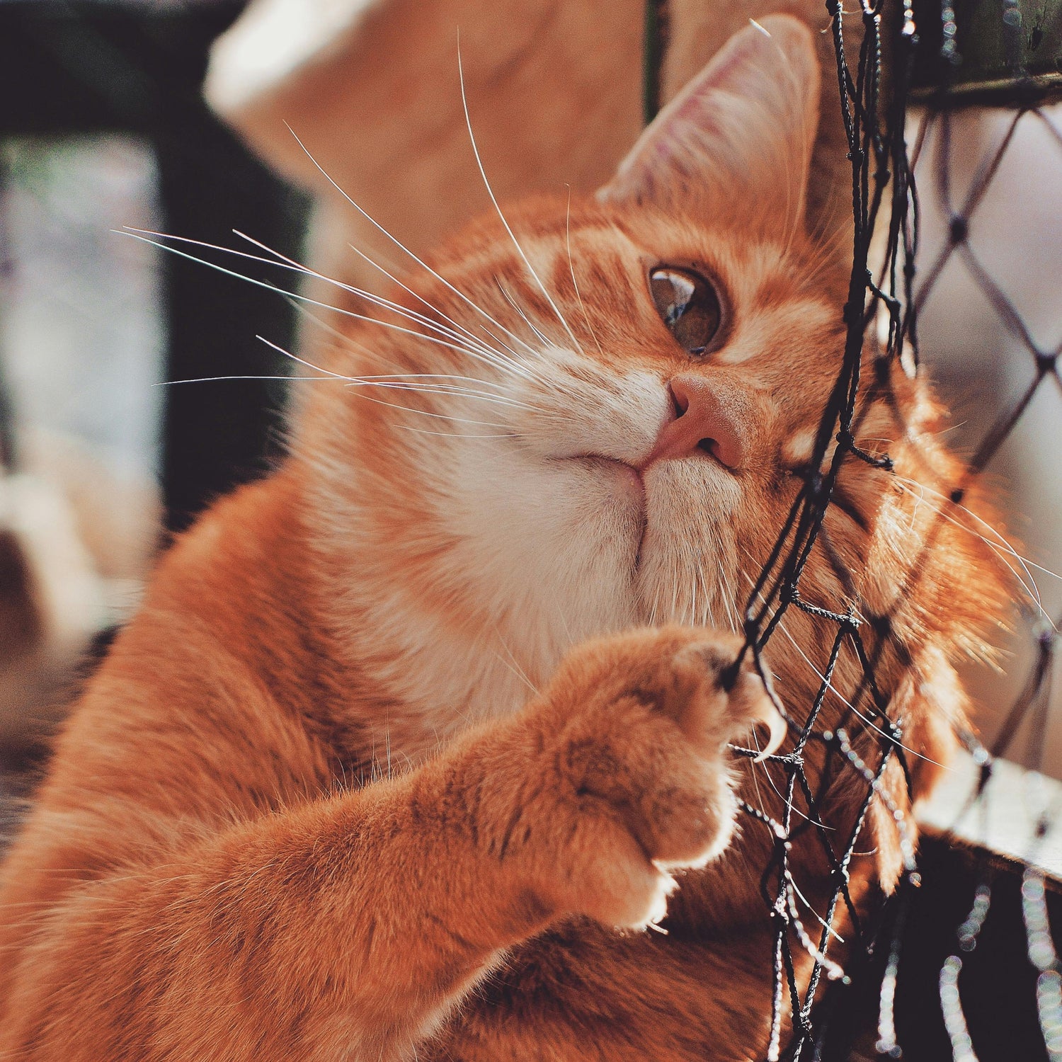 Furry Friends